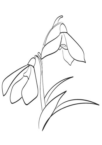 Подснежник