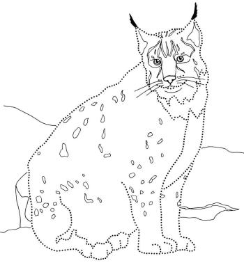 Взрослая особь