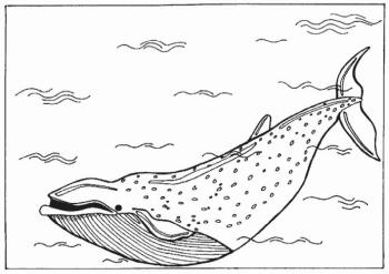 Раскраска кит