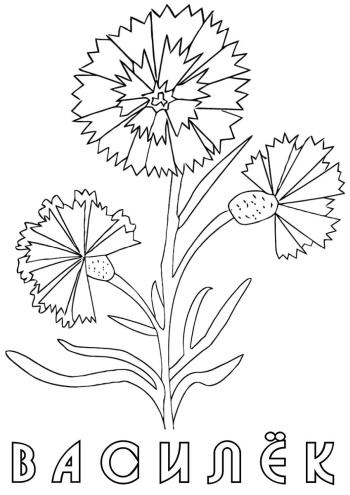 Раскраска Василек