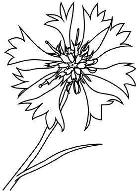 Картинка Василек