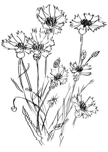 Букет васильков