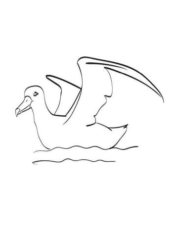 Картинка Альбатрос