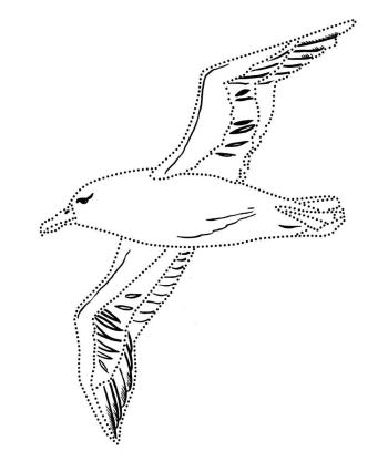 Рисунок Альбатрос