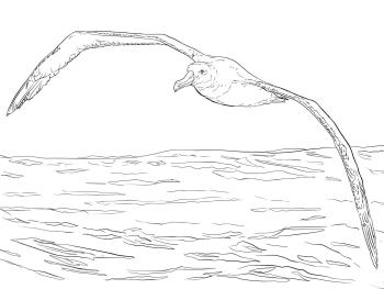 Полет альбатроса