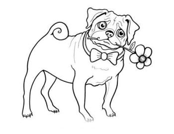 Мопс с цветком
