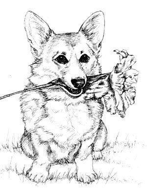 Корги с цветком