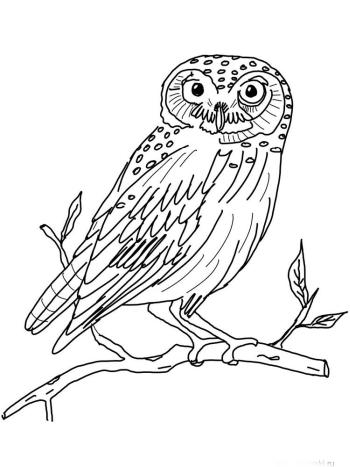 Раскраска Филин на ветке