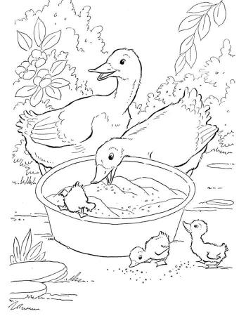 Утка и утята в тазике