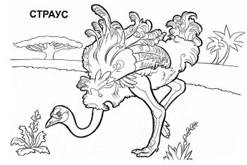 Раскраска Страус