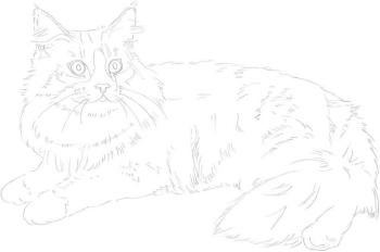 Кошка Мейн кун