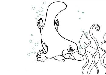 Утконос в воде