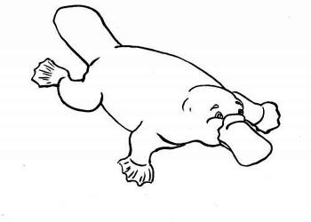 Раскраска Утконос