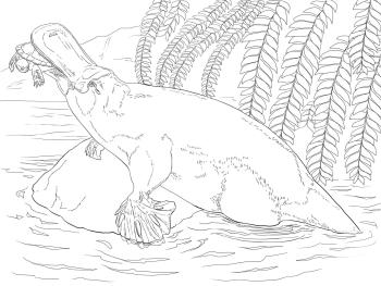 Утконос и черепаха