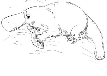 Картинка Утконос