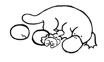 Утконос с детенышами