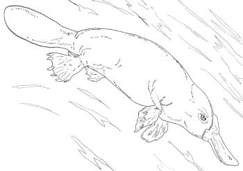 Утконос на земле