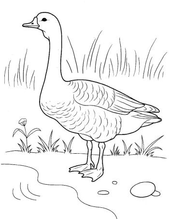 Гусь на озере