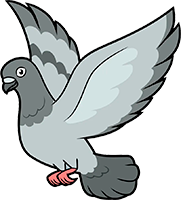 голубь