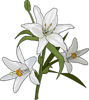 лилия